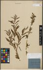 Foto von Salix purpurea L. x Salix viminalis L.